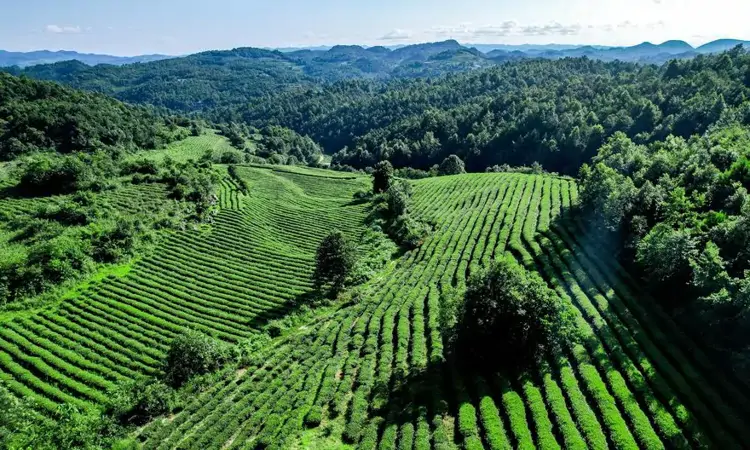 金沙“三茶统筹”经验获国家推介，入选全国农业绿色发展典型