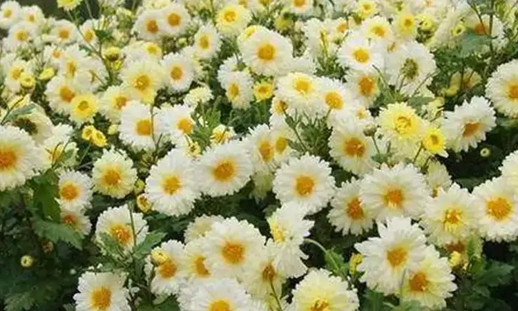 黄山著名特产——黄山贡菊