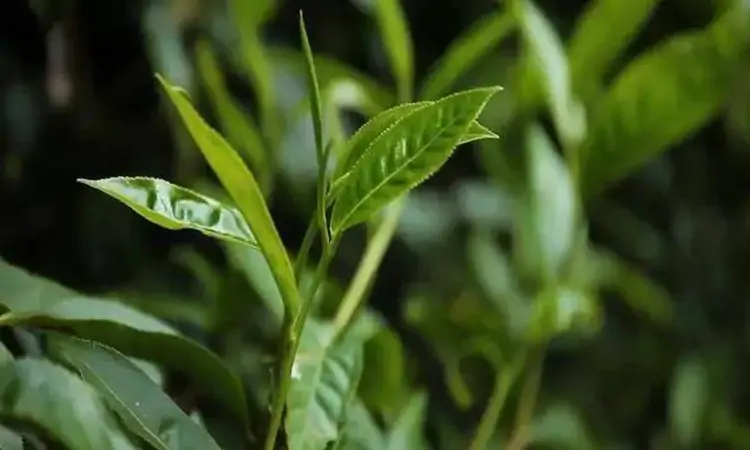 茶树的三种形态