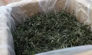 晒青是普洱茶“越陈越香”的关键基础工艺