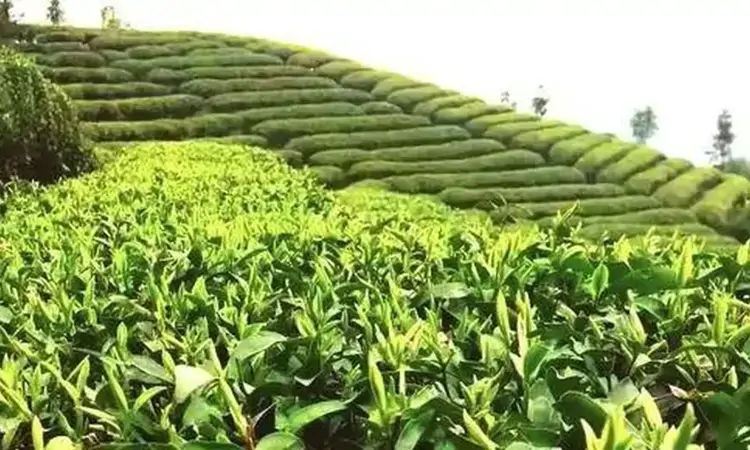 黄茶类的“群茶之冠”——君山银针