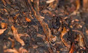 茶多酚，到底是什么？不同茶类的茶多酚对身体的影响居然差别这么大！