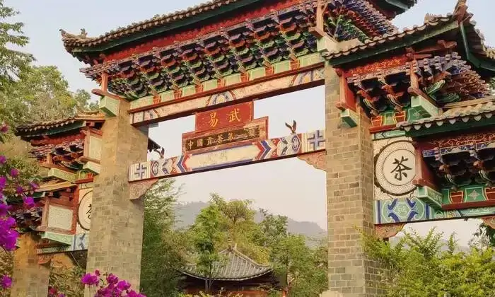 普洱三区鉴茶图鉴：解码思茅、版纳、临沧茶本质