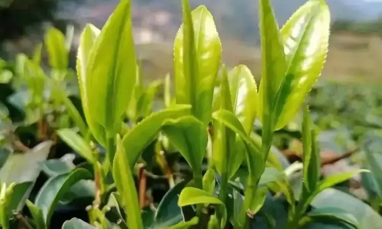 药用:茶与中药的不解之缘