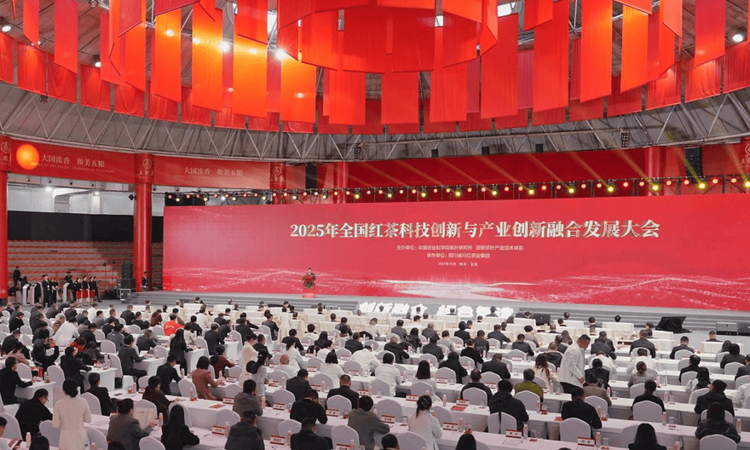 中国红茶产量和消费快速增长，科技创新与产业创新如何同频提速？