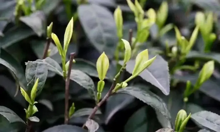 新茶和陈茶的甄别