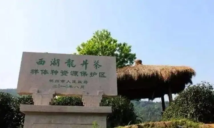 西湖龙井贵在哪里?