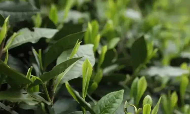 太平猴魁的捏尖、布尖、理尖与普尖谁优谁劣？