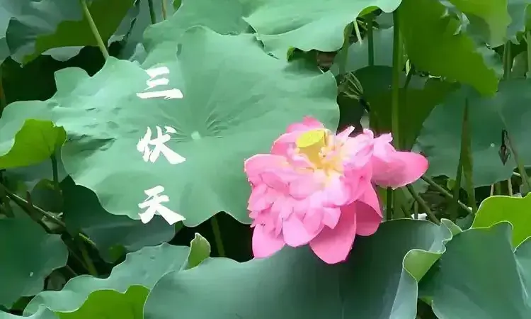 三伏天多喝这“5种养肾茶”，肝肾双补、固精益气、养血乌发，肾好人年轻！