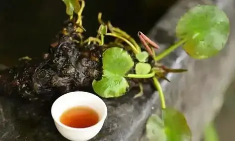 铁观音是绿茶，大红袍属于红茶，这算是闹乌龙吗？