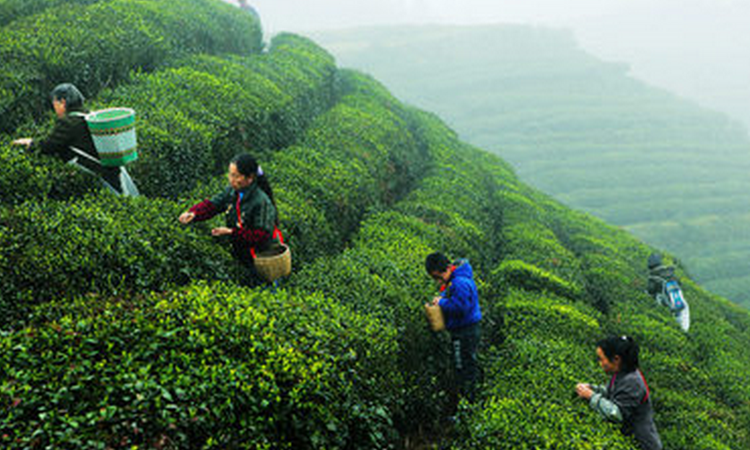 虽然名字叫白茶，它却是绿茶