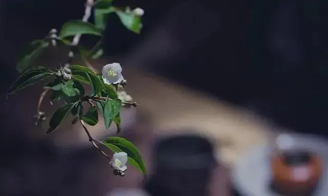 一间茶舍，安放岁月浮沉