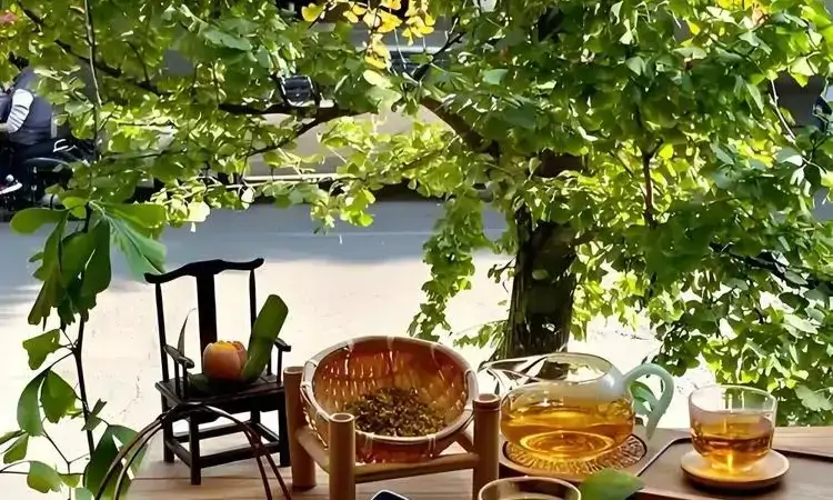 秋季喝好茶，健康常相伴