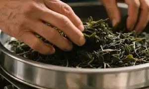 平昌青芽茶制作技艺简介