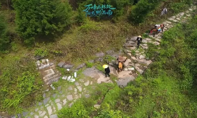 路与人|茶马古道看履道坦坦