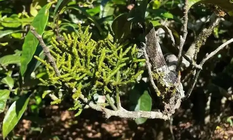 古树茶上的“螃蟹脚”是什么?