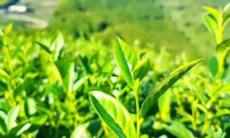 奶香独特的金萱茶