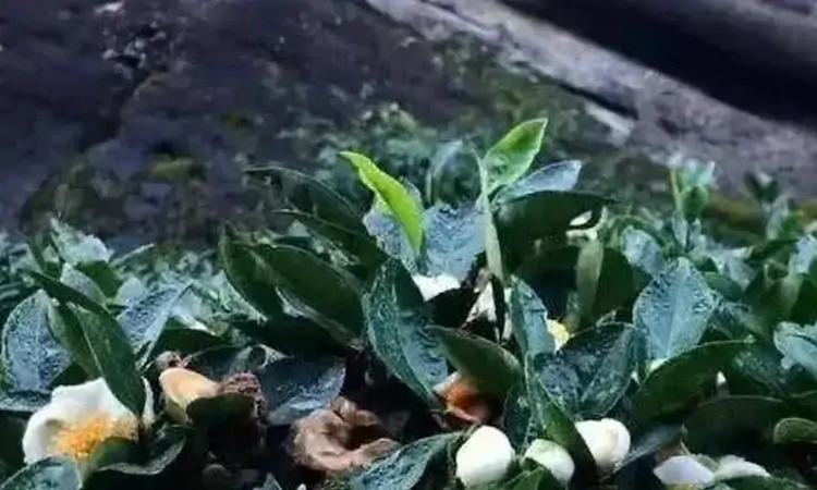 茶叶中的花香和果香是如何出现的?