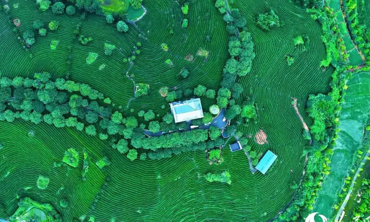 《沉默的荣耀》中提到的台湾乌龙茶 在福建这里扎下根