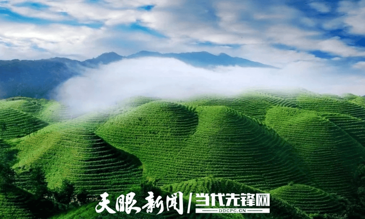 朝着千亿级综合产值推进 贵州茶产业站稳全国第一方阵