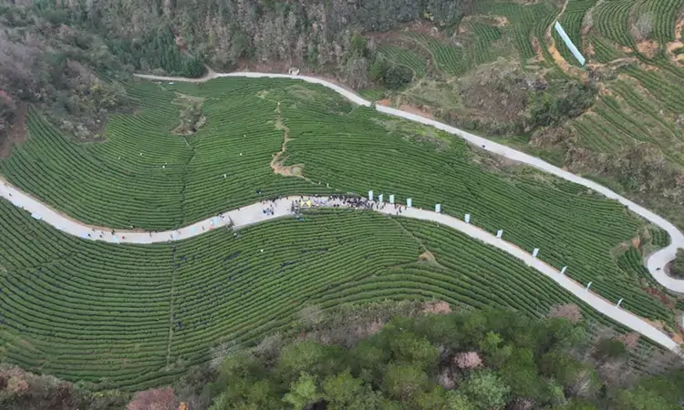 贵州石阡：早茶第一采 多方喜笑颜