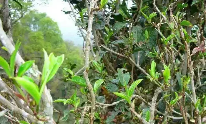 茶从起源地向国内的传播