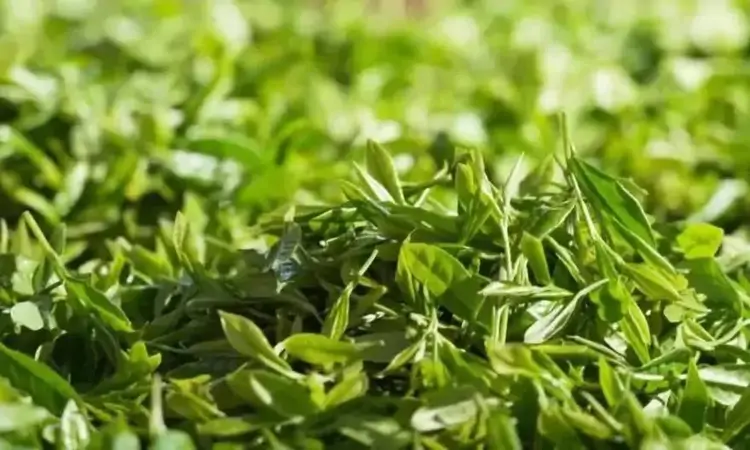 唐朝的制茶方法