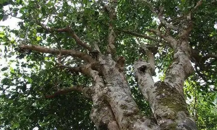 茶树的植物学特征