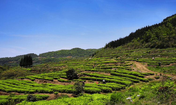 早春茶香飘出山|水城春茶产业发展态势良好