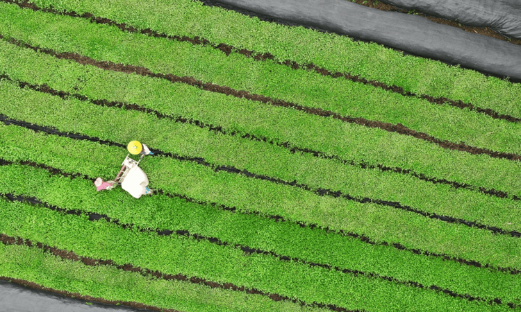 多彩对话｜江口：将梵净抹茶做成全球大产业