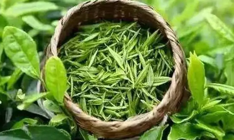 如何选购质优价美的茶叶