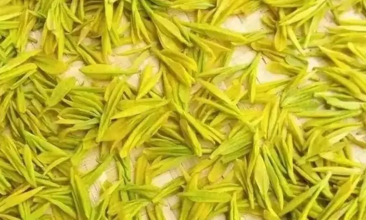 黄茶是怎么产生的?现状如何?