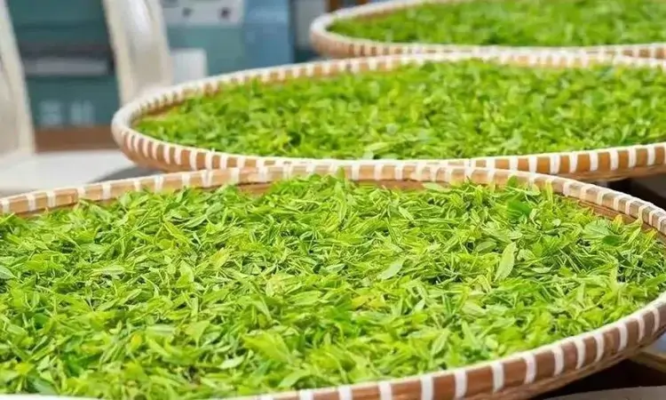 茶叶制造技术是怎么发展起来的?