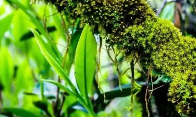 茶的原产地在哪里?