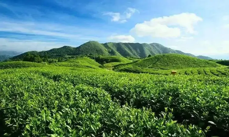 全球种茶的国家和地区有多少?