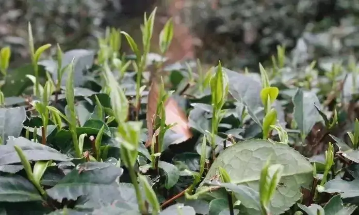 早期茶树是怎么种植的?