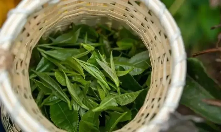 浮梁仙芝的传说