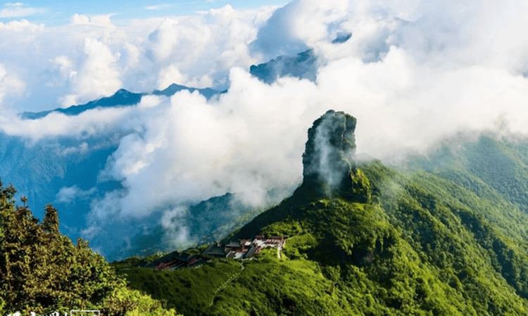 政前方观察｜一克抹茶，何以“香”飘全球？