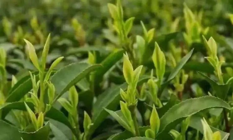 新江羽绒茶的传说