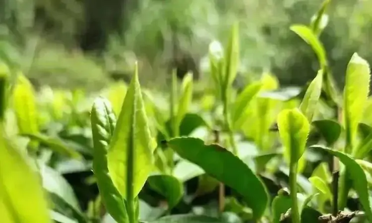 庐山云雾茶的传说