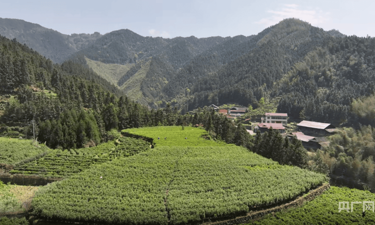 湖南绥宁：雪峰高山蕴好茶 野茶香溢振兴路