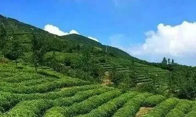 周打铁茶的传说