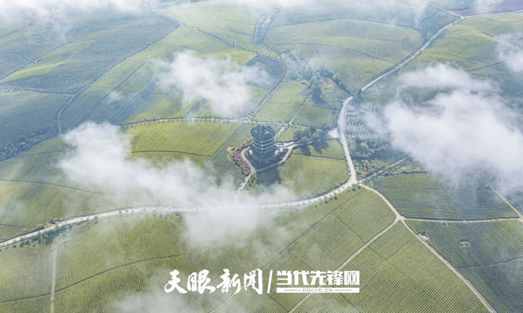 《贵州“十四五”时期“三茶”统筹发展成就》发布