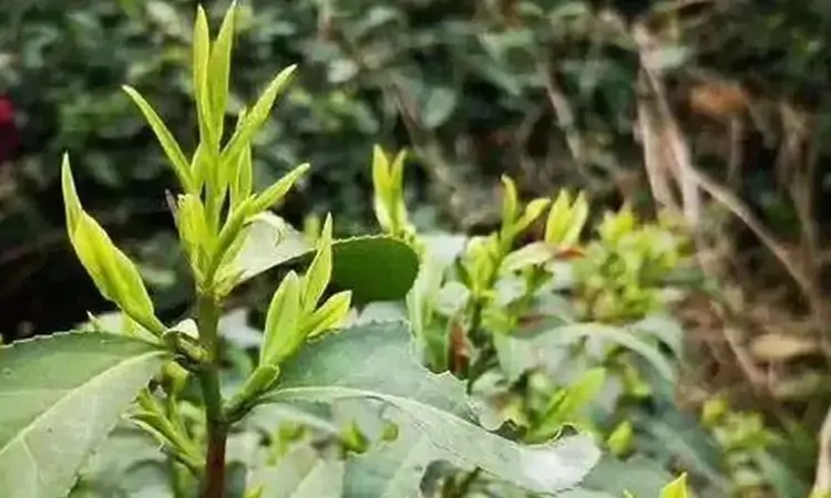 信阳毛尖的传说