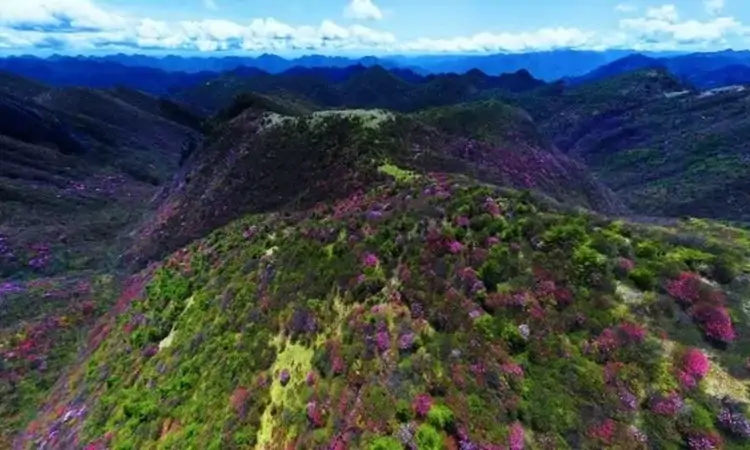 2026巫溪文旅暨巫溪老鹰茶展演推介活动举行