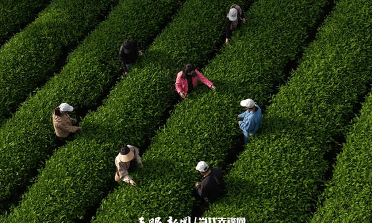 中国制茶大师牟小玲：传承黔茶非遗，坚信技术力量