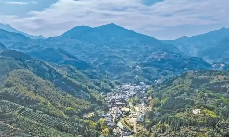 百年“坦洋工夫”薪火相传：香高味醇誉八方 且将新火试新茶