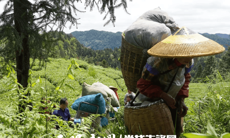 铜仁江口年产值10亿元抹茶产业链是如何炼成的？