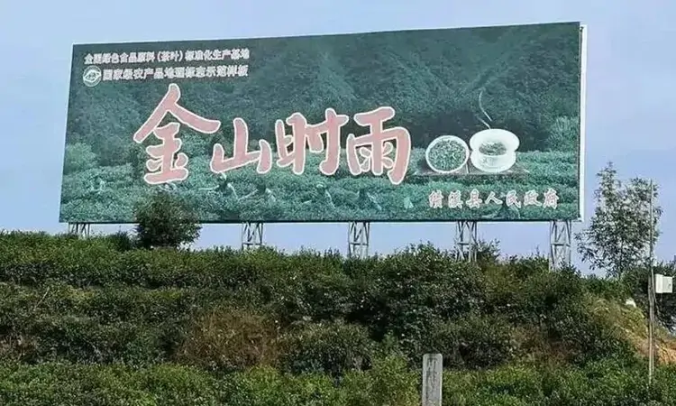 金山时雨茶