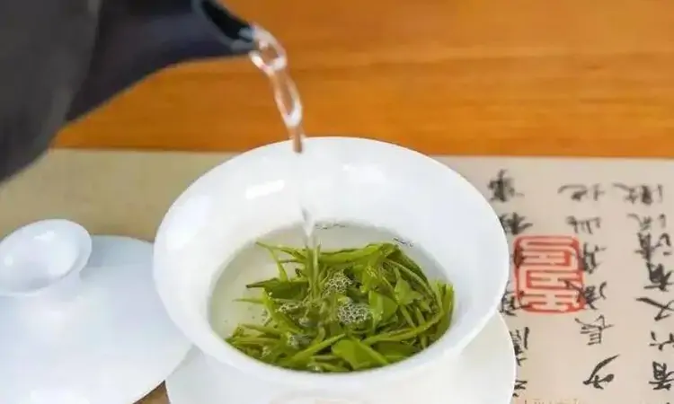 宿松香芽介绍